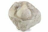 Bargain, Enrolled Asaphus Trilobite - Russia #363257-1